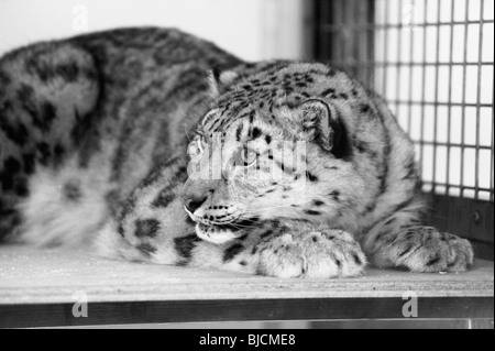 Weibliche Snow Leopard im Twycross Zoo In Gefangenschaft Stockfoto