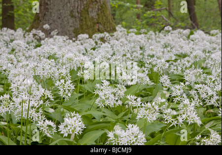 Blühenden Bärlauch, Allium ursinum Stockfoto