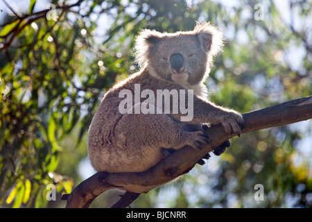 Koalabär im Great Otway National Park in der Nähe von Bimbi Camping Park, Victoria, Australien Stockfoto