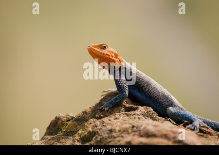 Männlicher Baum Agama Eidechse in Tansania Stockfoto