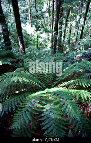Regenwald an Melba Gully State Park, Great Otway National Park, Vitoria, Australien Stockfoto