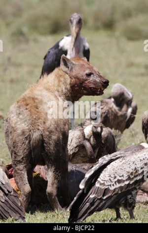 Gefleckte Hyäne, Geier und Marabou Storch auf Gnus töten in Tansania