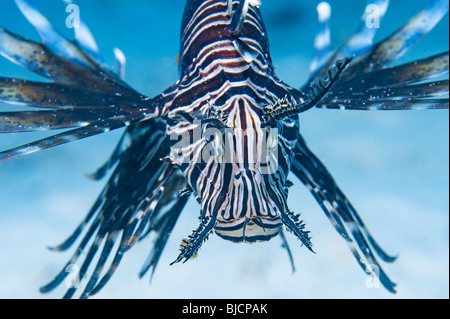 Redfire Fisch Firefish PTEROIS VOLITANS Rotfeuerfische Löwe Turkeyfish Porträt vergiften giftig unter Wasser Sealife Fische leben im Meer s Stockfoto