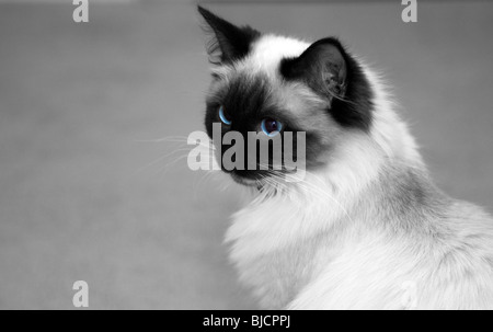 Ragdoll Katze Stockfoto