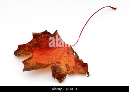 Herbstblatt Stockfoto