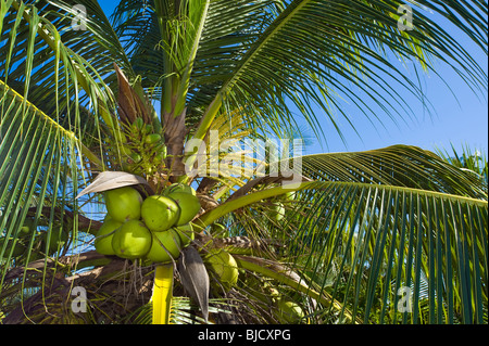 Palm Kokosnuss Coco Coconutpalm Mutter Reife Frucht Baum tropische Pflanze Obst essen hohe Hight Hoheit ernten Ernte Ernte Essen Stockfoto