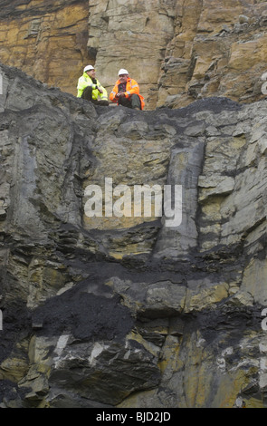 Geologen betrachten wir einige der 300 Millionen Jahre alte versteinerte Bäume in den exponierten Tonstein in einem Tagebau-Standort erhalten Stockfoto