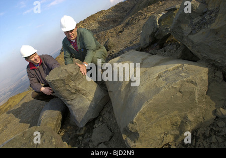 Geologen betrachten wir einige der 300 Millionen Jahre alte versteinerte Bäume in den exponierten Tonstein in einem Tagebau-Standort erhalten Stockfoto