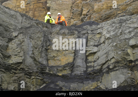 Geologen untersuchen, einige der 300 Millionen Jahre alte versteinerte Bäume in den exponierten Mudstone in einem Tagebau Bergbau Website - Darrell Tagebau, sieben Schwestern, Neath Port Talbot, South Wales Cymru, Großbritannien erhalten Stockfoto