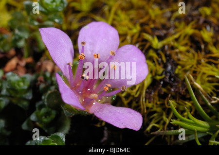 Lila Steinbrech, Saxifraga oppositifolia Stockfoto