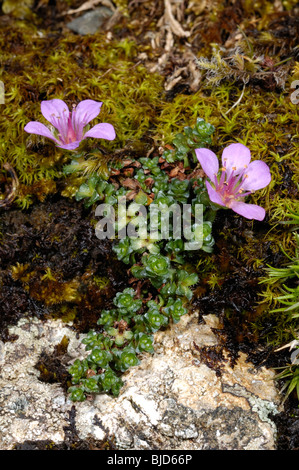 Lila Steinbrech, Saxifraga oppositifolia Stockfoto