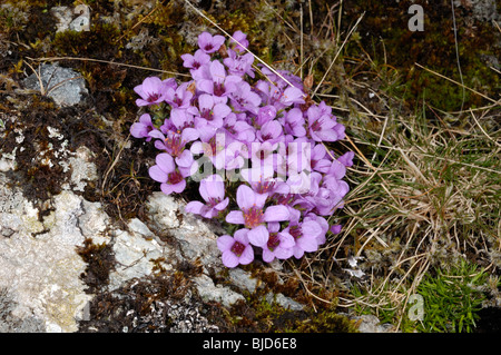 Lila Steinbrech, Saxifraga oppositifolia Stockfoto