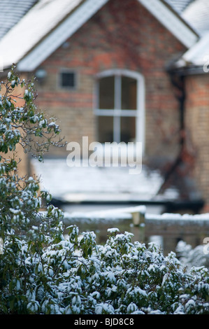 Schneebedeckte Rhododendron vor viktorianischen Backsteinhaus Stockfoto