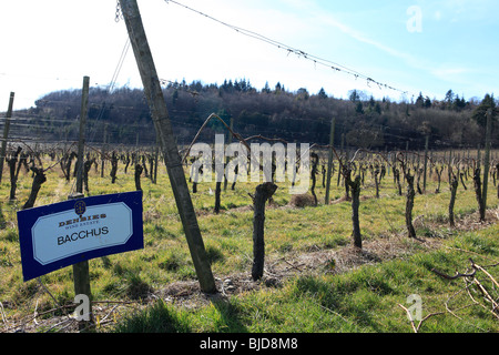 Vereinigtes Königreich Surrey Dorking Denbies wine estate Stockfoto