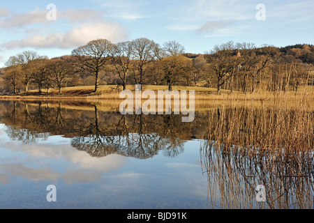 Lakeland Bäume und Binsen spiegelt sich in Esthwaite Wasser, Cumbria, England Stockfoto