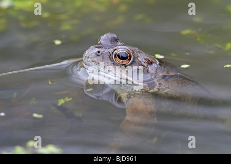 Europäische Grasfrosch im Gartenteich Stockfoto