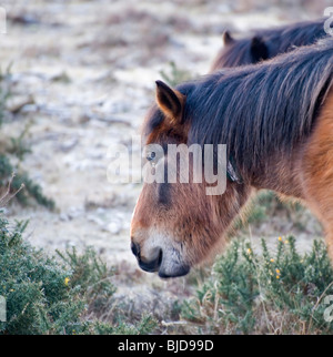 Kopfschuss von New Forest Pony am frühen Morgen Stockfoto