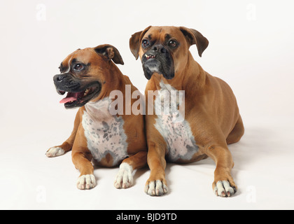 männliche und weibliche reinrassige Boxer-Hunde auf weißem Hintergrund Stockfoto