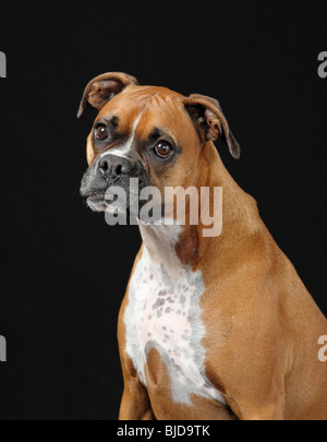 Porträt von weiblichen Boxer Hund auf schwarzem Hintergrund Stockfoto