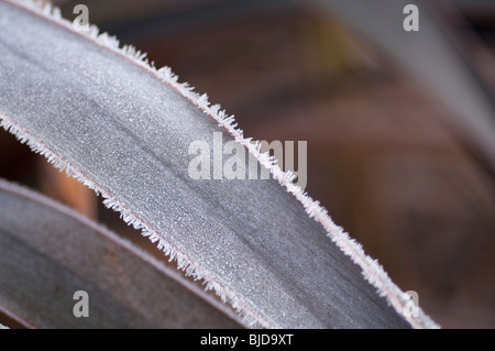 Frost bedeckt Neuseeland Flachs Blätter Stockfoto