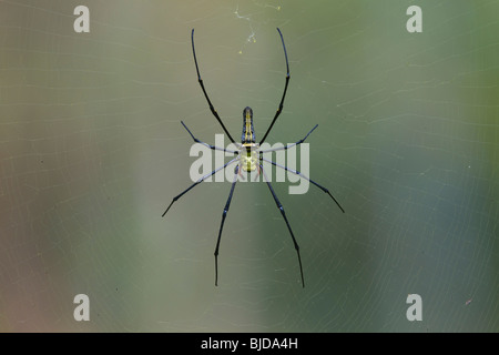 GOLDEN ORB WEB SPIDER (Nephila Pilipes) auf Web, Ko Ra, Süd-Thailand. Stockfoto