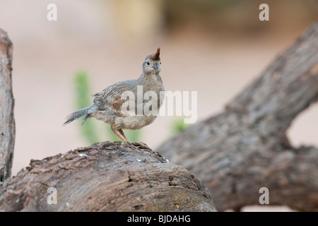 Die Gambels Wachteln (Art Gambelii Fulvipectus), unreif weiblich. Stockfoto