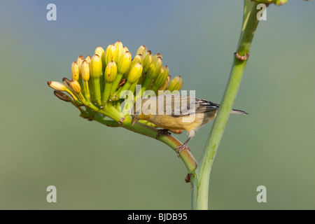 Geringerem Stieglitz (Zuchtjahr Psaltria Psaltria), Weibchen auf schöne gelbe Blume. Stockfoto