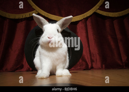 Ein Kaninchen aus dem Hut ziehen. Stockfoto