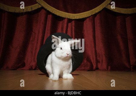 Ein Kaninchen aus dem Hut ziehen. Stockfoto