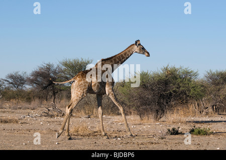 Giraffe im Etosha Nationalpark, Namibia Stockfoto