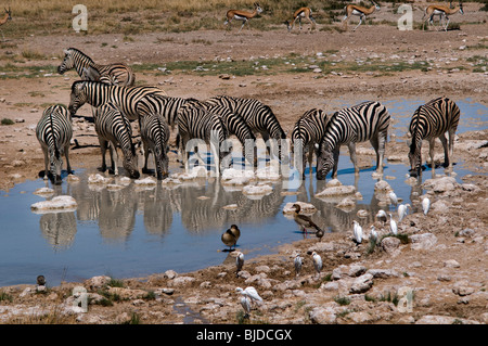 Herde Zebras trinken in ein Wasserloch Stockfoto