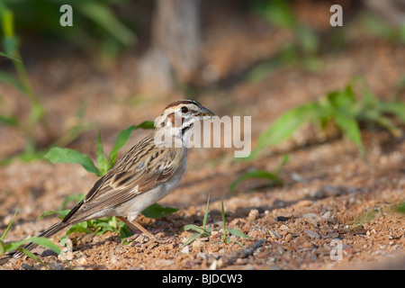 Lerche Spatz (Chondestes Grammacus Strigatus) Stockfoto