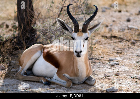 Springbok ruhen im Schatten, Etosha Nationalpark, Namibia Stockfoto