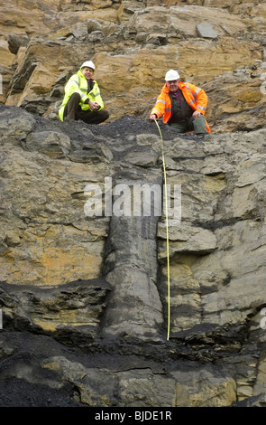 Geologen betrachten wir einige der 300 Millionen Jahre alte versteinerte Bäume in den exponierten Tonstein in einem Tagebau-Standort erhalten Stockfoto