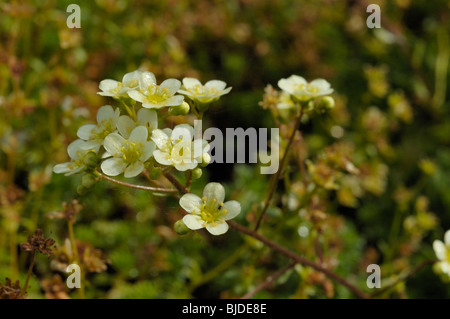 Lernkompetenzen Steinbrech, Saxifraga paniculata Stockfoto