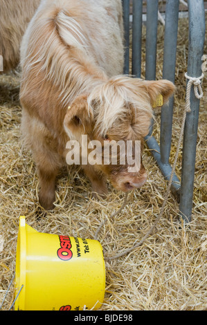 Eine Hochland Kalb entspannt in der Kuh-Schuppen an der Great Yorkshire Show. Stockfoto