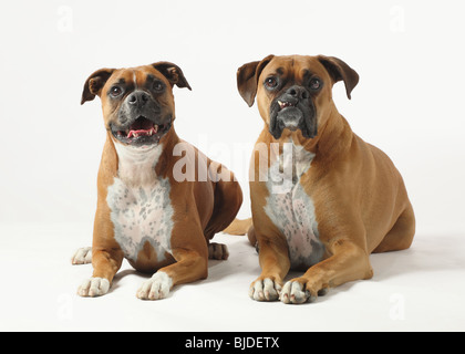 männliche und weibliche reinrassige Boxer-Hunde auf weißem Hintergrund Stockfoto