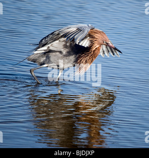 Rötliche Silberreiher am Bolsa Chica ökologische Reserve, Kalifornien Stockfoto