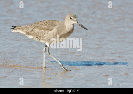 Westlichen Willett Stockfoto