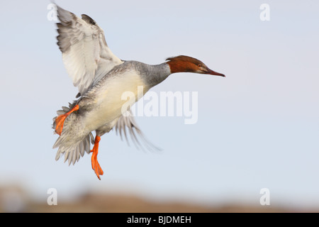 Gänsesäger (Mergus Prototyp) landen. Stockfoto