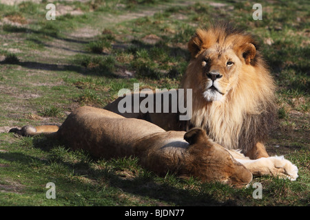 Löwe und Löwin Liegerad nebeneinander Stockfoto