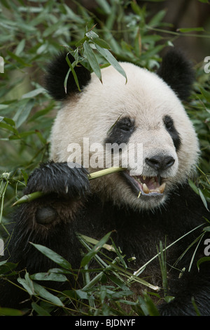 Panda Bambus in Chengdu Panda Breeding Research Base in Chengdu, China zu essen. Stockfoto