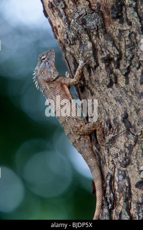 Garten-Eidechse, Blutsauger, Calotes versicolor, Sri Lanka, Stockfoto