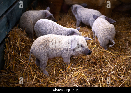 Mangalica Ferkel Stockfoto