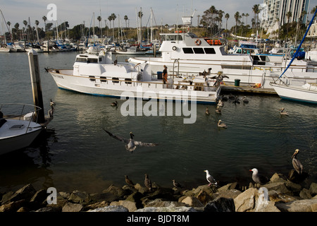 Pelikane und Eber, Oceanside Marina, California, Vereinigte Staaten von Amerika Stockfoto