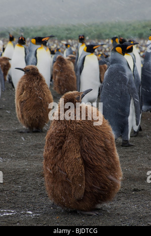 Sehr dick Königspinguin, Gold Harbour, Süd-Georgien Stockfoto