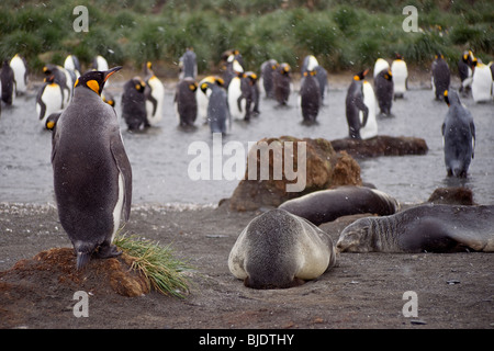 König Pinguin mit Übersicht, Gold Harbour, Süd-Georgien Stockfoto