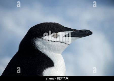 Nahaufnahme von einem Kinnriemen Pinguin auf einem Hintergrund von bläulichen Eis. Schuss auf South Shetland, Half Moon Island, Antarktis Stockfoto