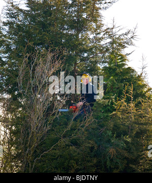 Baumpfleger bei der Arbeit an einem Nadelbaum-Baum Stockfoto