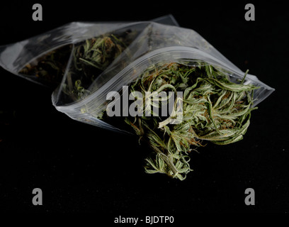 CANNABIS IN PLASTIKTÜTE, SKUNK, RASEN, UNKRAUT Stockfoto